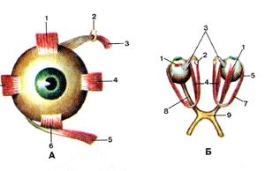 
  Рис. 388. Мышцы глаза (musculi oculi). А-нид спереди; Б-вид сверху.
  I-верхняя прямая мышца; 2-блок; 3-верхняя косая мышца; 4-ме-диальная прямая 
  мышца; 5-нижняя косая мышца; 6-нижняя прямая мышца; 7-латеральная прямая мышца; 
  8-зрительный нерв; 9-зрительный перекрест.
  Fig. 388. Мышцы глаза. А-вид спереди; Б~вид сверху.
  l-m. rectus superior; 2-trochlea; 3-m. obliquus superior; 4-m. rectus medialis; 
  5-m. obliquus inferior; 6-m. rectus interior; 7-m. rectus later-alis; 8-n. opticus; 
  9-chiasma opticum.
  Fig. 388. Muscles of eyeball. A-anterior aspect; B-superior aspect.
  1-superior rectus; 2-trochlea; 3-supcrior oblique; 4-medial rectus; 5-inferior 
  oblique; 6-inferior rectus; 7-lateral rectus; 8-optic nerve; 9-optic chiasma. 
